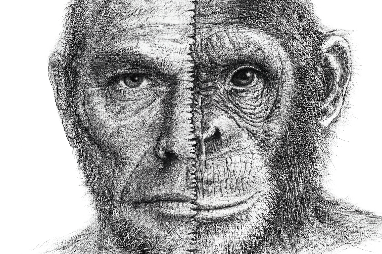 Primates: Better Models for Human Disease? Opportunities and Challenges