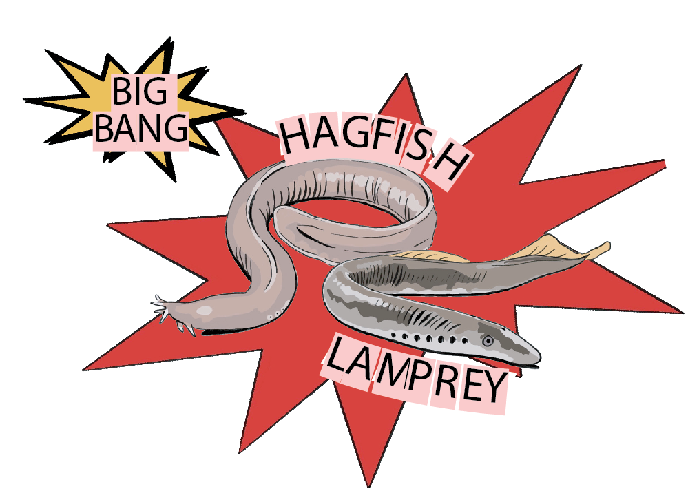 VLRs: the jawless fish strike back!