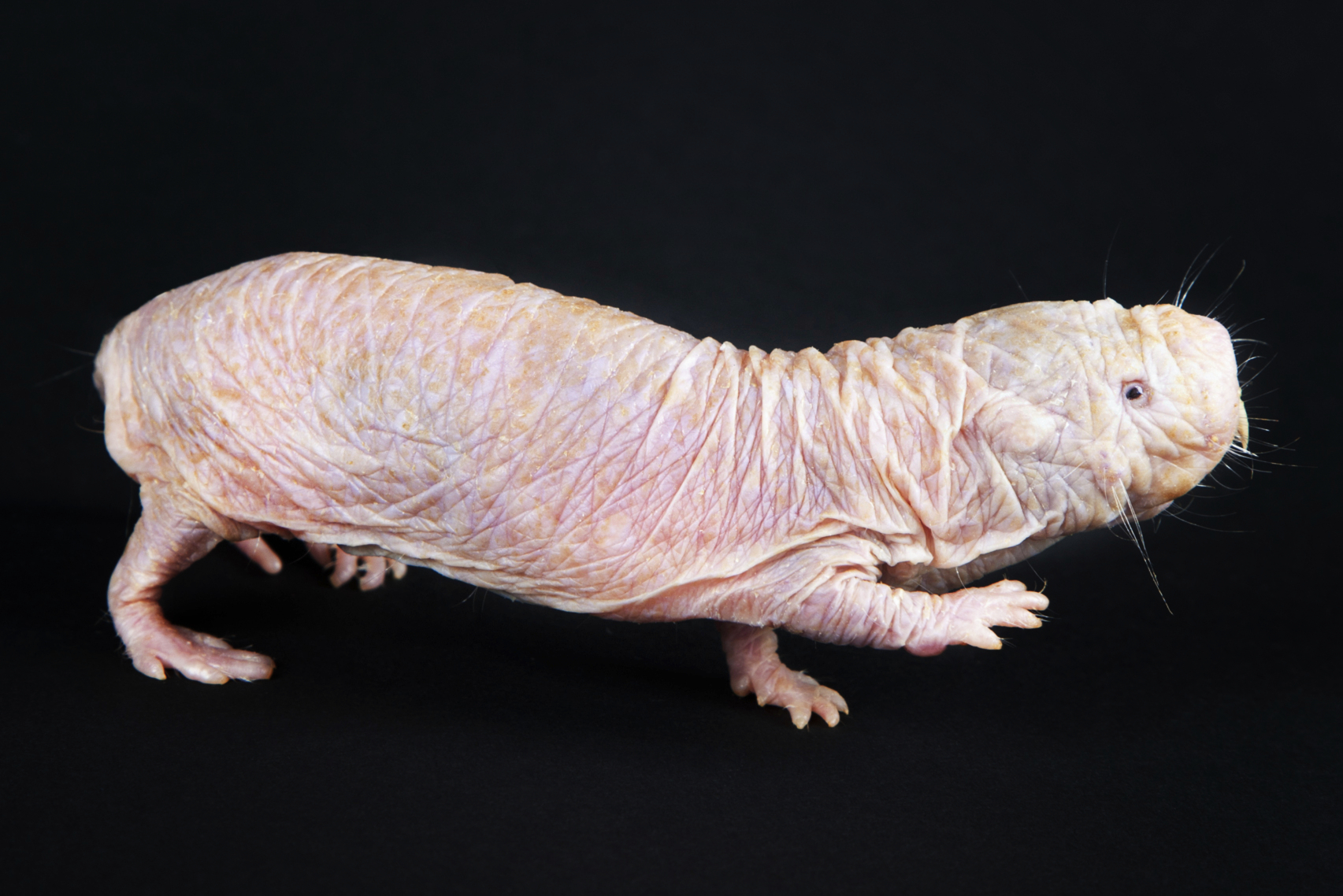 What the humble naked mole-rat can teach us about immunity